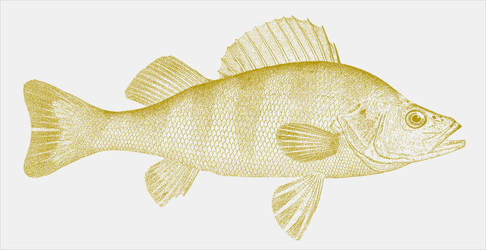Yellow perch perca flavescens, popular and delicious sport fish native to North America in side view