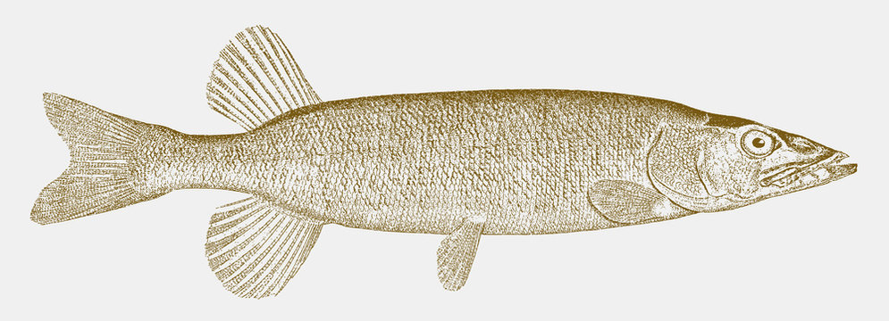 Redfin Pickerel, Esox Americanus, A Freshwater Fish From Lakes, Streams And Swamps Along The Atlantic Coast Of North America In Side View