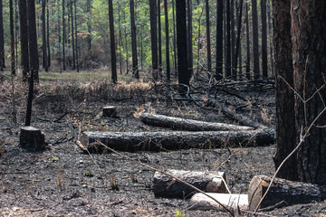 forest fire wood fallen