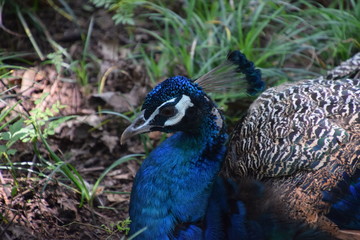 Obraz premium wild Peacock in New Zealand