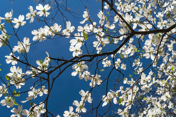 Dogwood blossoms against a clear blue sky. - 332545682