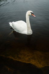 swan