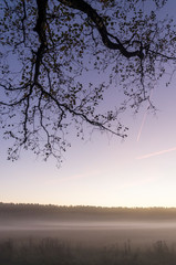 tree in fog