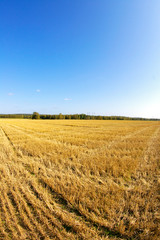 field of wheat