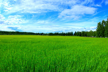 field of green grass and blue sky