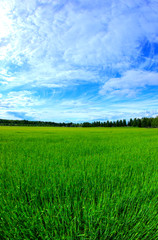 Obraz premium green field and blue sky