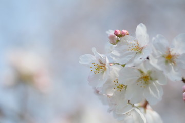 Fototapeta na wymiar お花見。満開の桜。Hanami Festibal. Beautiful Japanese Cherry Blossoms.