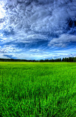 Obraz na płótnie Canvas field of green grass and blue sky