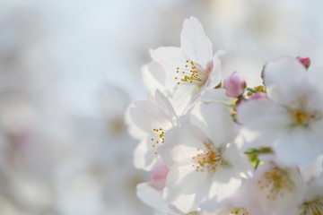 お花見。満開の桜。Hanami Festibal. Beautiful Japanese Cherry Blossoms.