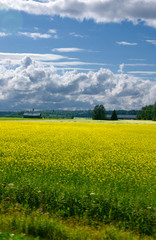 field of yellow flowers and blue sky