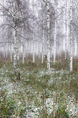 forest in winter