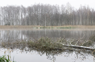 lake in forest