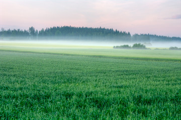 Fototapeta premium morning on the lake