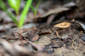 tiny mushroom in the woodline