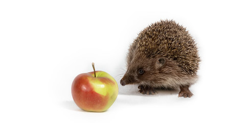 Hedgehog sniffs a red apple on a white background