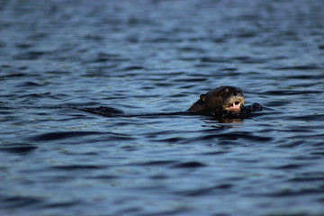 Giant otter (Pteronura brasiliensis) swimming, Río Negro, Pantanal, Paraguay (near of Bahía Negra town).