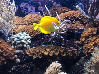 tropical fish in the sea