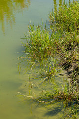 grass and water