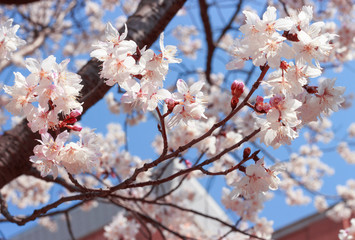 Blossoming pink sakura flowers close-up, beautiful spring background.