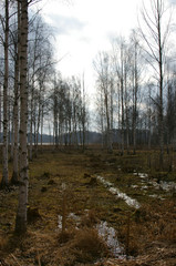 road in the forest