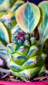 Closeup of Monadenium ritchiei variegata. Beautiful succulent plant