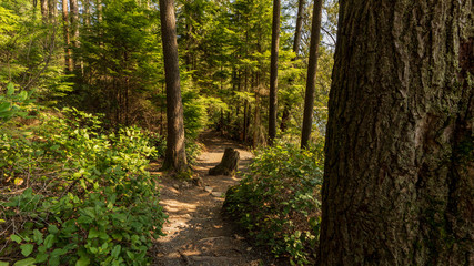 Fototapeta na wymiar forest hiking trail in BC, Canada