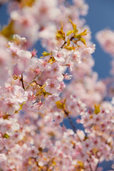 Pink cherry tree blossoming in spring