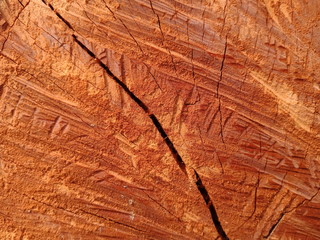 texture of wood