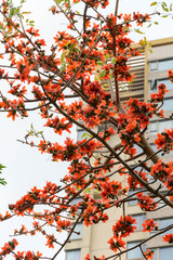 blooming Bombax ceiba or  red cotton tree