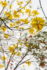 blooming Guayacan or Handroanthus chrysanthus or Golden Bell Tree