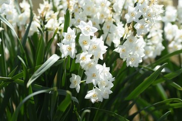 White narcissus flowers / Springtime landscape