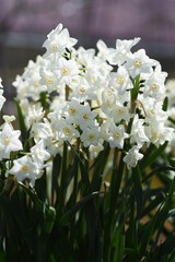 White narcissus flowers / Springtime landscape