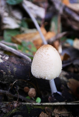 小さい白いきのこ　縦サイズ