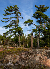 Windblown pine trees growing on rocks