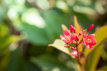 Obraz premium The background image of the colorful flowers