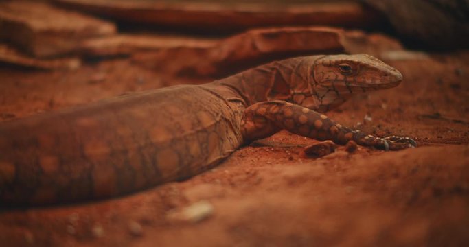 Perentie (Varanus giganteus), the largest monitor lizard in Australia, lying on the ground. CLOSE UP, SLOW MOTION, SHALLOW DOF. B-roll. BMPCC 4K