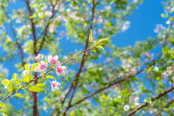 branch of apple tree in spring