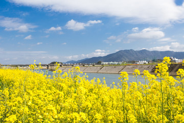 遠賀川河川敷の菜の花　福岡県直方市