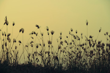 Nature morning scenery mist autumn background. Summer twilight countryside morning spring