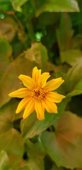 Tiny yellow flower