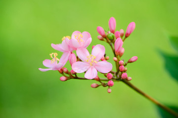 Pink flower on green blurred background