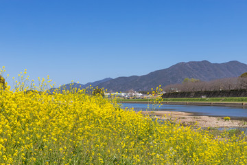 遠賀川河川敷の菜の花　福岡県直方市