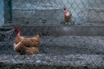 Two chickens walking behind the net on the backyard