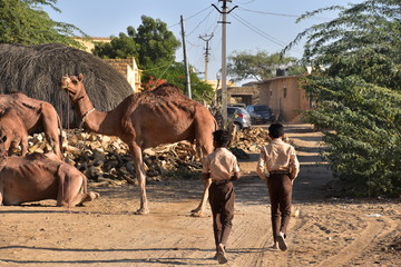 インドのラジャスタン州のジャイサルメール クーリー村で生活するラクダの家族 制服を着て通学する、村の少年 © koujim30