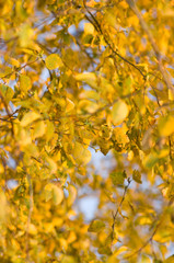 Autumn colors