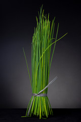 Bundle of vibrant green Chinese onion halm tightly wrapped standing straight up contrasted against a dark grey studio background