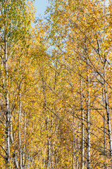Fototapeta premium yellow tree in autumn