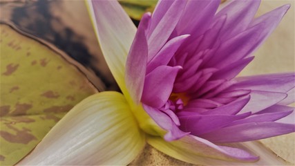 Water lily purple
