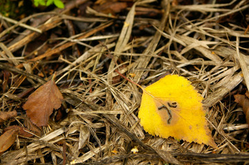 autumn colors