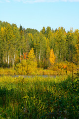 Fototapeta premium autumn colors